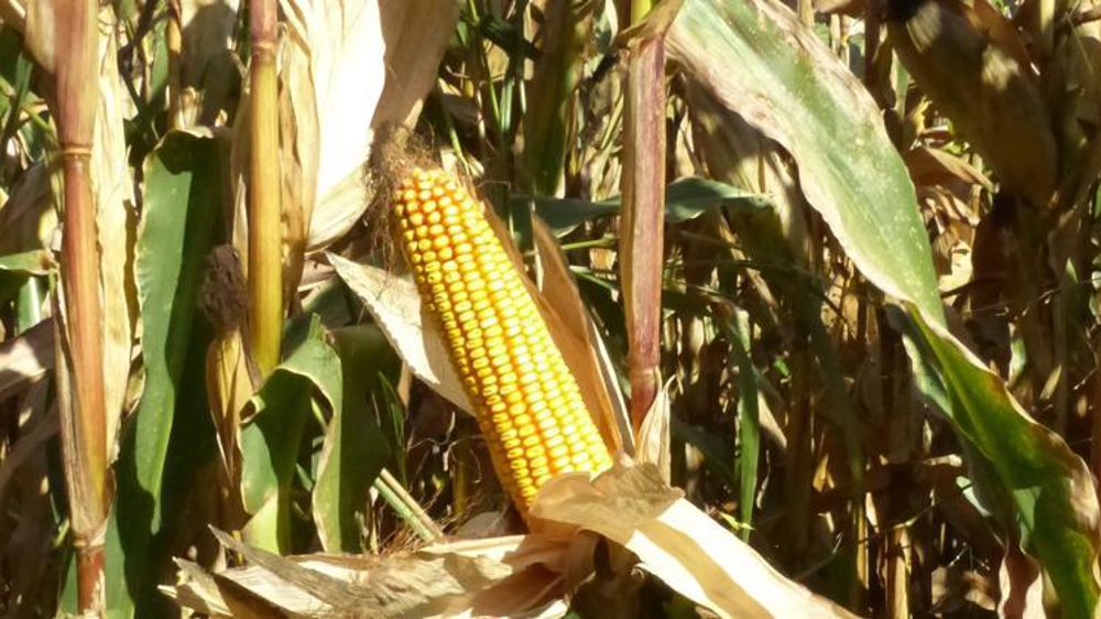 © A.Cassigneull/GFA